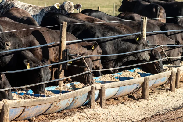 Angus Cattle Confinement Brazil — 图库照片