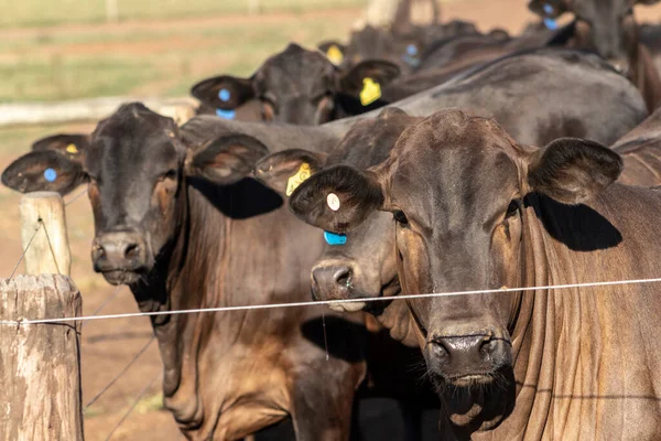 Ganado Angus Confinamiento Brasil —  Fotos de Stock