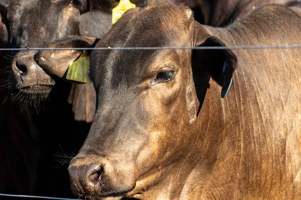 ブラジルに閉じ込められているアンガス牛 — ストック写真