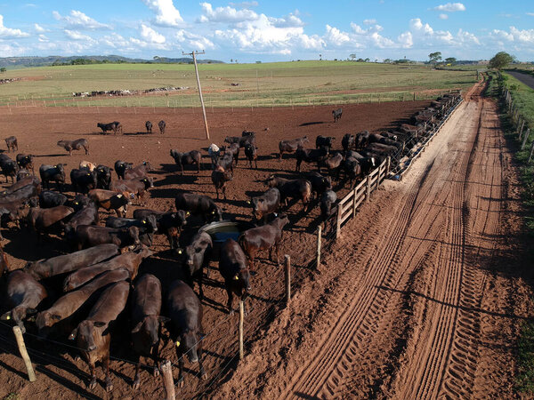 Aerial view of angus cattle on confinement in Brazil