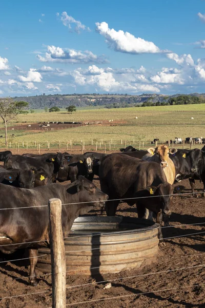 Angus Cattle Confinement Brazil — Stock Photo, Image