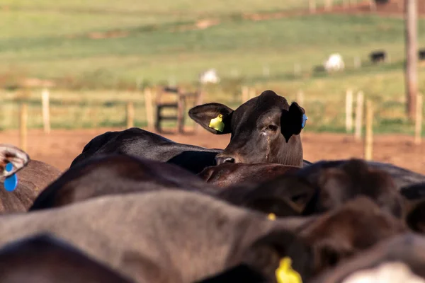 ブラジルに閉じ込められているアンガス牛 — ストック写真