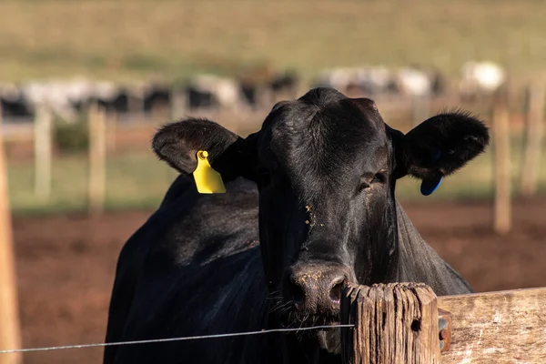 angus cattle on confinement in Brazil