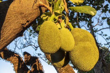 Brezilya 'da tropik meyve bahçesinde ağaçlarda sallanan meyveler.