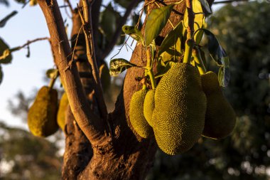 Brezilya 'da tropik meyve bahçesinde ağaçlarda sallanan meyveler.