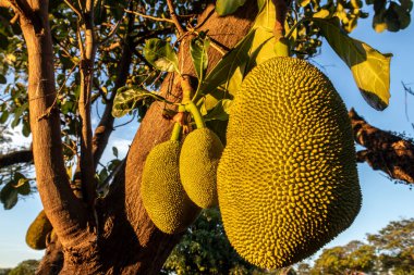Brezilya 'da tropik meyve bahçesinde ağaçlarda sallanan meyveler.