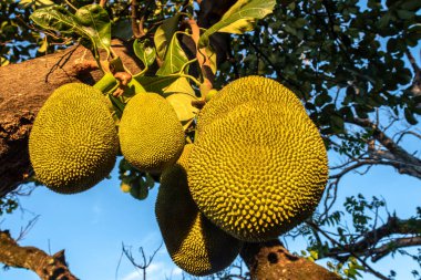 Brezilya 'da tropik meyve bahçesinde ağaçlarda sallanan meyveler.