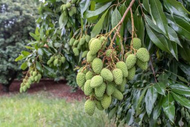 Olgunlaşmamış yeşil liçi, bir liçi ağacına asılmış. Brezilya 'da taze yeşil liçi meyveleri ağaçta yetişir.