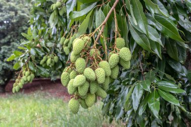 Olgunlaşmamış yeşil liçi, bir liçi ağacına asılmış. Brezilya 'da taze yeşil liçi meyveleri ağaçta yetişir.