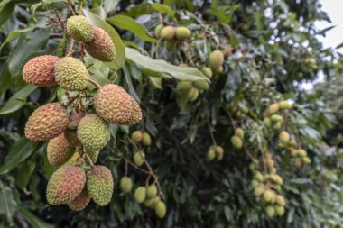 Olgunlaşmamış yeşil liçi, bir liçi ağacına asılmış. Brezilya 'da taze yeşil liçi meyveleri ağaçta yetişir.