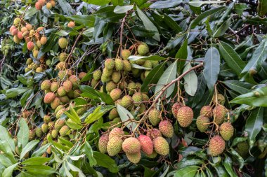 Olgunlaşmamış yeşil liçi, bir liçi ağacına asılmış. Brezilya 'da taze yeşil liçi meyveleri ağaçta yetişir.