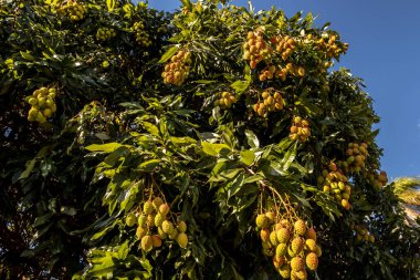 Olgunlaşmamış yeşil liçi, bir liçi ağacına asılmış. Brezilya 'da taze yeşil liçi meyveleri ağaçta yetişir.