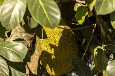 Brezilya 'da tropik meyve bahçesinde ağaçlarda sallanan meyveler.