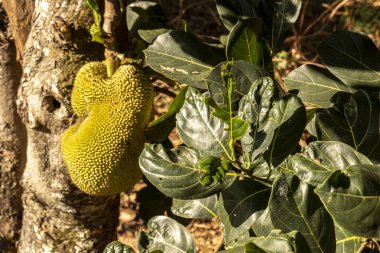 Brezilya 'da tropik meyve bahçesinde ağaçlarda sallanan meyveler.
