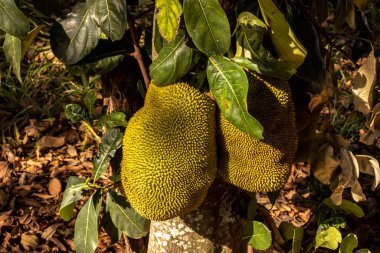 Brezilya 'da tropik meyve bahçesinde ağaçlarda sallanan meyveler.