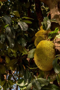 Brezilya 'da tropik meyve bahçesinde ağaçlarda sallanan meyveler.