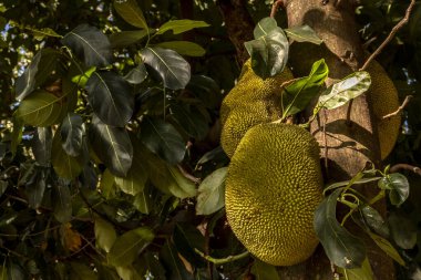 Brezilya 'da tropik meyve bahçesinde ağaçlarda sallanan meyveler.