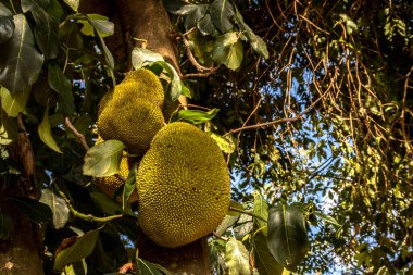 Brezilya 'da tropik meyve bahçesinde ağaçlarda sallanan meyveler.