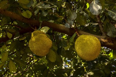 Brezilya 'da tropik meyve bahçesinde ağaçlarda sallanan meyveler.