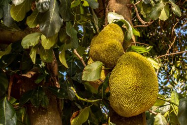 Brezilya 'da tropik meyve bahçesinde ağaçlarda sallanan meyveler.