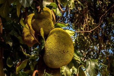 Brezilya 'da tropik meyve bahçesinde ağaçlarda sallanan meyveler.