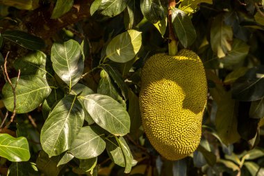 Brezilya 'da tropik meyve bahçesinde ağaçlarda sallanan meyveler.