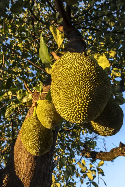 Casacos Pendurados Árvores Jardim Frutas Tropicais Brasil — Fotografia de Stock