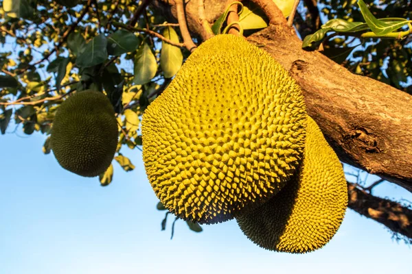 Casacos Pendurados Árvores Jardim Frutas Tropicais Brasil — Fotografia de Stock