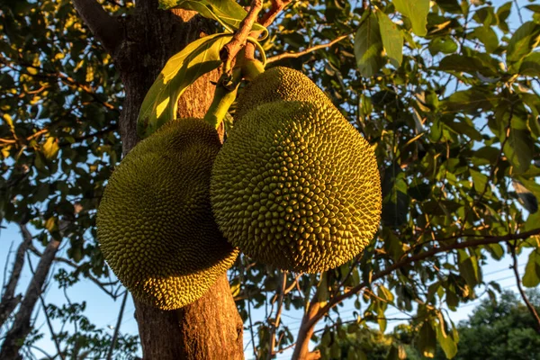 Casacos Pendurados Árvores Jardim Frutas Tropicais Brasil — Fotografia de Stock