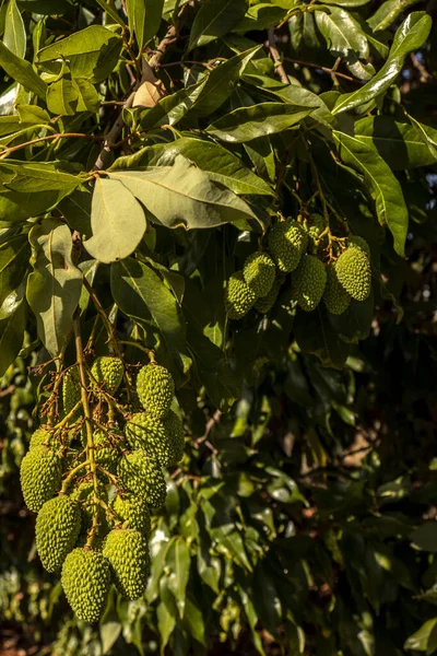 Lichia Verde Não Madura Pendurada Uma Árvore Lichia Frutas Frescas — Fotografia de Stock