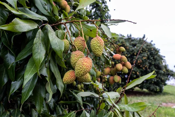 Lichia Verde Não Madura Pendurada Uma Árvore Lichia Frutas Frescas — Fotografia de Stock