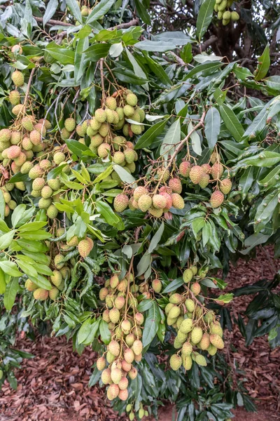 Lichi Verde Inmaduro Colgando Árbol Lichi Frutos Frescos Lichi Verde —  Fotos de Stock