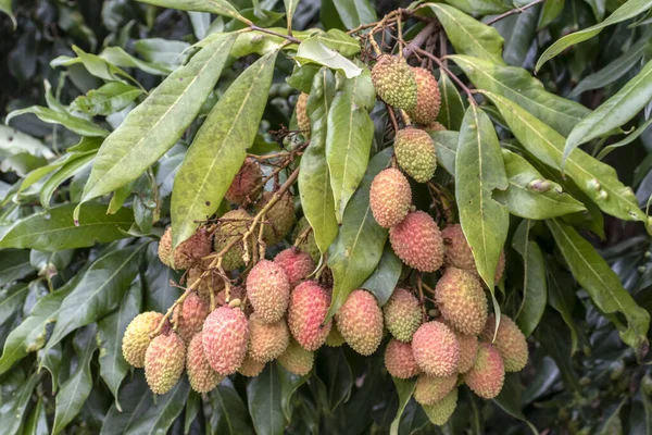 Unripe Green Lychee Hanging Lychee Tree Fresh Green Lychee Fruits — Stock Photo, Image