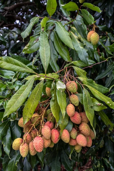 Lichia Verde Não Madura Pendurada Uma Árvore Lichia Frutas Frescas — Fotografia de Stock