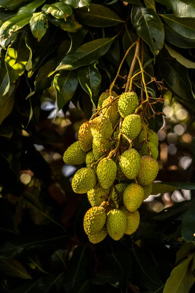Lichia Verde Não Madura Pendurada Uma Árvore Lichia Frutas Frescas — Fotografia de Stock