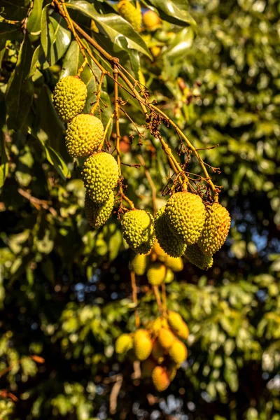 Lichia Verde Não Madura Pendurada Uma Árvore Lichia Frutas Frescas — Fotografia de Stock