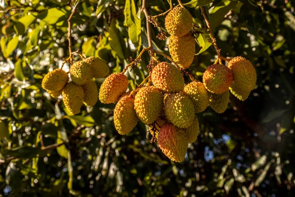 Lichia Verde Não Madura Pendurada Uma Árvore Lichia Frutas Frescas — Fotografia de Stock