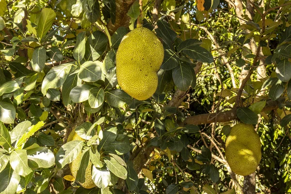 Jackfruit Lóg Fák Egy Trópusi Gyümölcsös Kertben Brazíliában — Stock Fotó