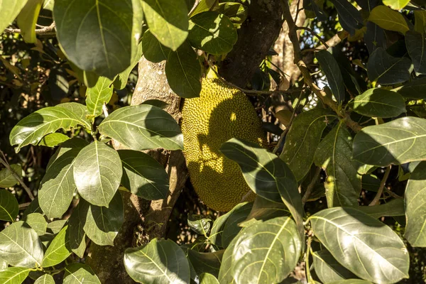 Casacos Pendurados Árvores Jardim Frutas Tropicais Brasil — Fotografia de Stock