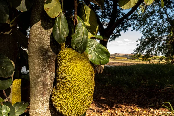 Casacos Pendurados Árvores Jardim Frutas Tropicais Brasil — Fotografia de Stock