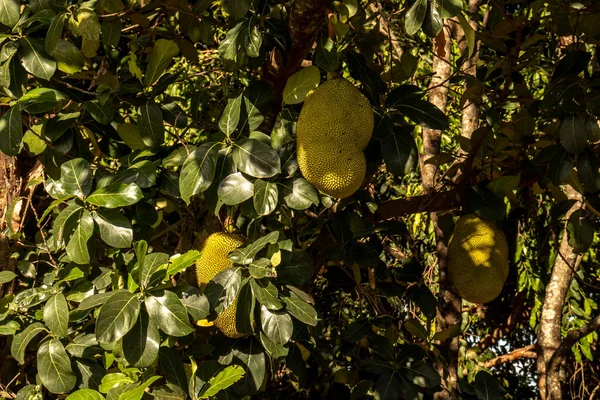 Jackfruit Lóg Fák Egy Trópusi Gyümölcsös Kertben Brazíliában — Stock Fotó