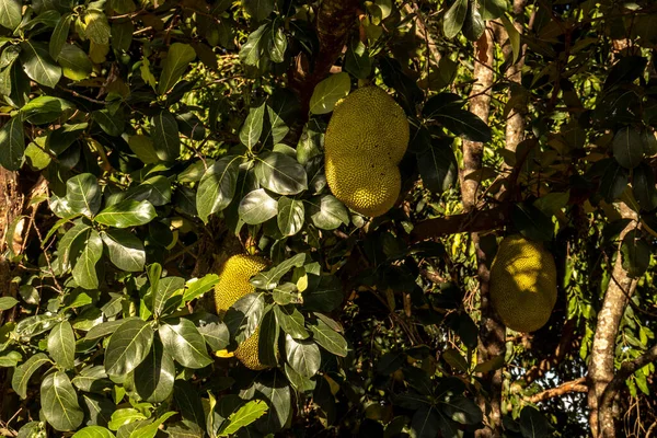 Casacos Pendurados Árvores Jardim Frutas Tropicais Brasil — Fotografia de Stock