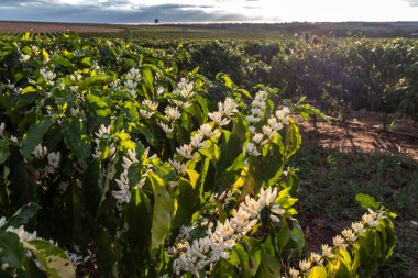 Brezilya 'nın Sao Paulo eyaletinde seçici odaklı beyaz renkli çiçeklerle birlikte kahve ağacı çiçek açar.