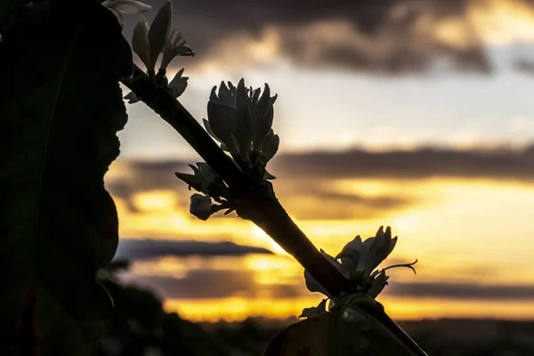 Koffie Boom Bloesem Met Witte Kleur Bloemen Met Selectieve Focus — Stockfoto