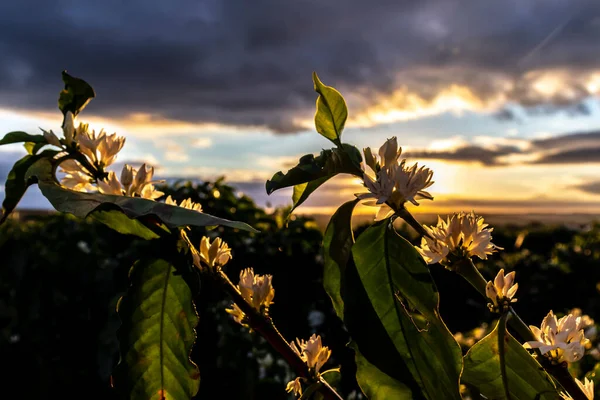 Koffie Boom Bloesem Met Witte Kleur Bloemen Met Selectieve Focus — Stockfoto