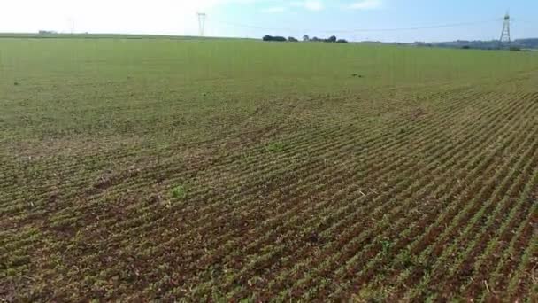 Luftaufnahme Der Grünen Sojabohnen Brasilien — Stockvideo