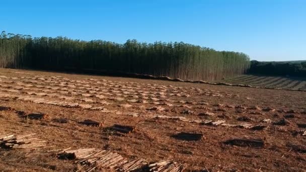 Luchtfoto Van Plantage Eucalyptus Bomen Die Worden Geoogst Voor Houtsnippers — Stockvideo