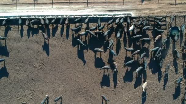 ブラジルでの監禁時のアンガス牛の空中ビュー — ストック動画