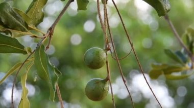 Hiç bitmeyen yeşil ağaçtaki Macadamia fındıkları, Brezilya 'daki Macadamia çiftliği.