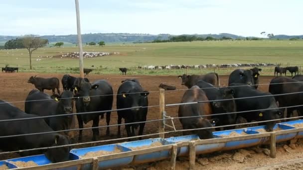 Angus Cattle Confinement Brazil — Stock Video